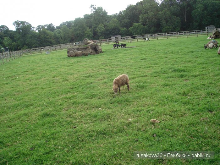 Холли Хобби на маленькой ферме
