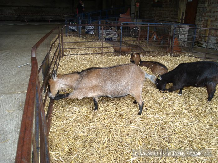 Холли Хобби на маленькой ферме