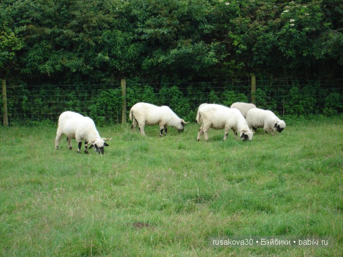 Холли Хобби на маленькой ферме