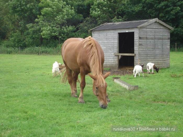 Холли Хобби на маленькой ферме
