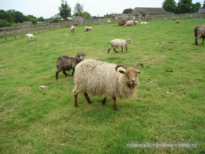 Холли Хобби на маленькой ферме