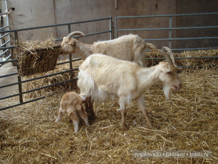 Холли Хобби на маленькой ферме