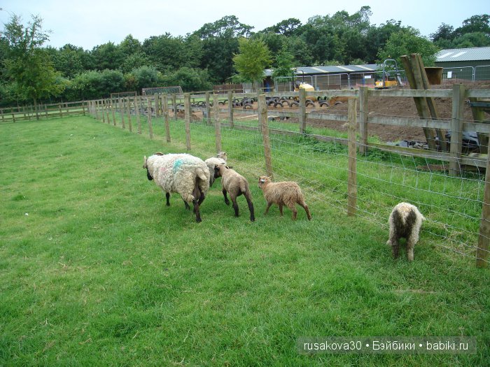 Холли Хобби на маленькой ферме