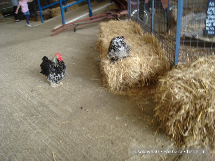 Холли Хобби на маленькой ферме