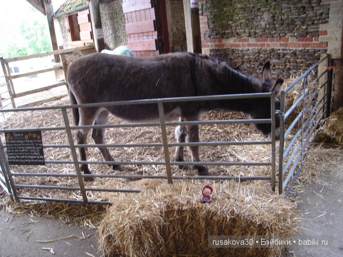 Холли Хобби на маленькой ферме