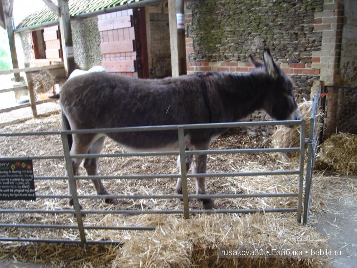 Холли Хобби на маленькой ферме