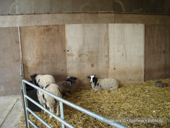 Холли Хобби на маленькой ферме