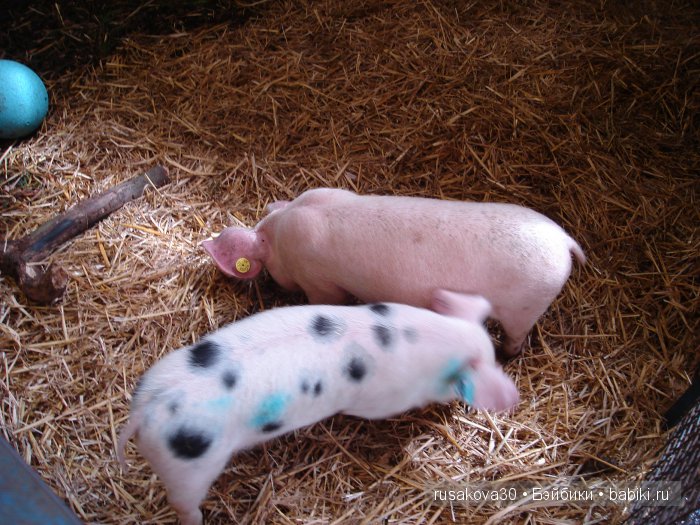 Холли Хобби на маленькой ферме