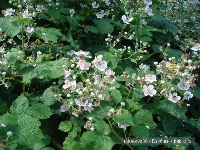 На каждом шагу констебли.....или куклы гуглики путешествуют