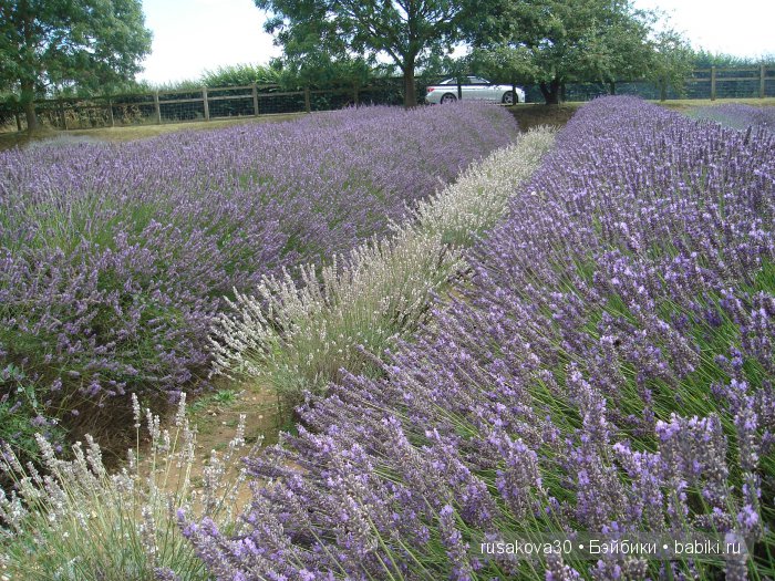 Лавандавая сказка — Советские винтажные куклы (СССР): Ленигрушка