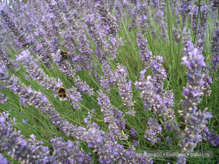 Лавандавая сказка — Советские винтажные куклы (СССР): Ленигрушка