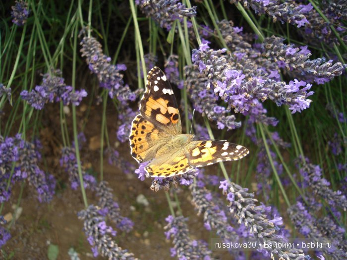 Лавандавая сказка — Советские винтажные куклы (СССР): Ленигрушка (фото 10)