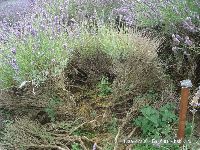 Лавандавая сказка — Советские винтажные куклы (СССР): Ленигрушка