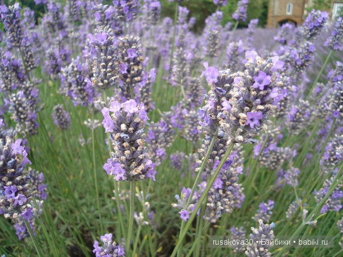 Лавандавая сказка — Советские винтажные куклы (СССР): Ленигрушка