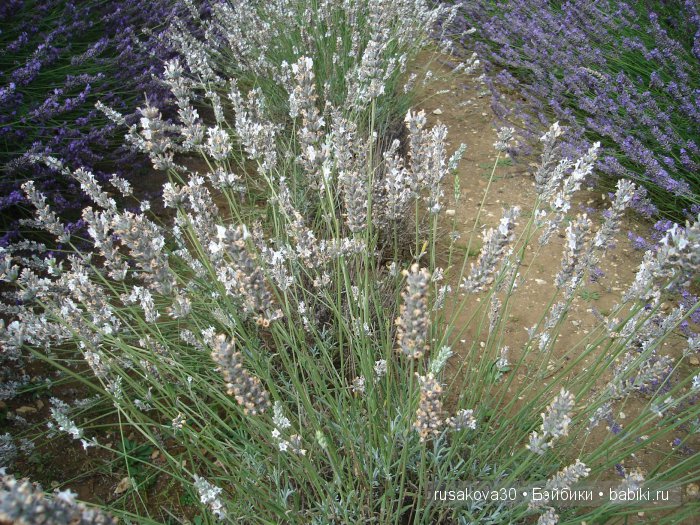 Лавандавая сказка — Советские винтажные куклы (СССР): Ленигрушка