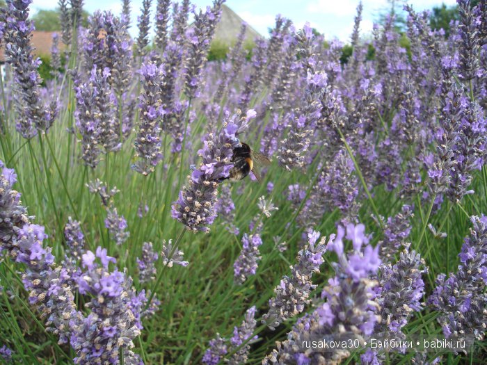 Лавандавая сказка — Советские винтажные куклы (СССР): Ленигрушка (фото 9)