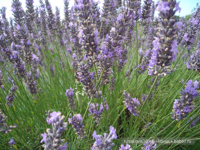 Лавандавая сказка — Советские винтажные куклы (СССР): Ленигрушка (фото 8)