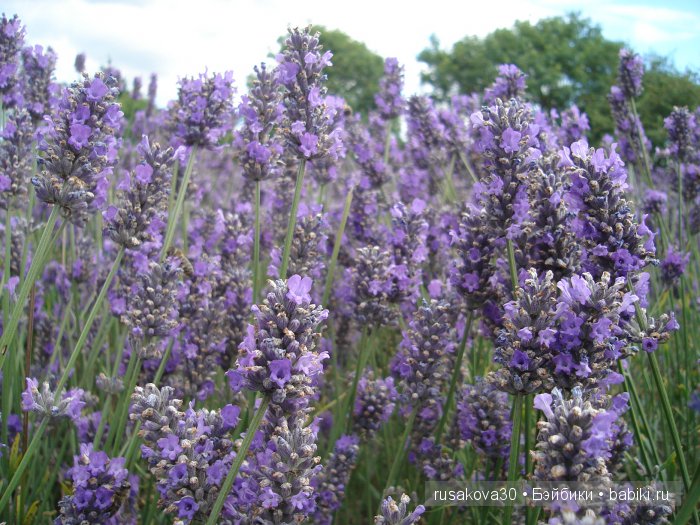 Лавандавая сказка — Советские винтажные куклы (СССР): Ленигрушка