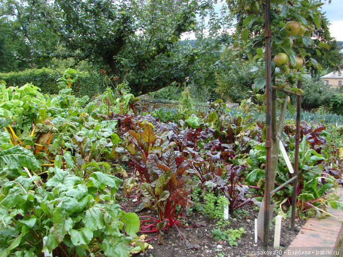 Сад мистера Дарси — Туризм и путешествия: фотоотчеты из поездок