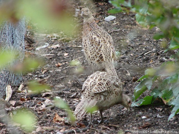 Сад мистера Дарси — Туризм и путешествия: фотоотчеты из поездок