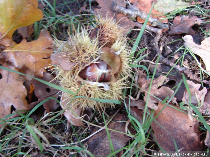 Одну Машку беру,на вторую смотрю,третью замечаю,а четвертая мерещется