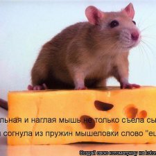 Сильная и наглая мышь не только съела сыр ,но и согнула из пружин мышеловки слово "еще"!!!!