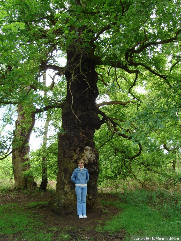 Это был огромный дуб. Огромный дуб. Исполинский дуб. Самый большой дуб. Самый большой дуб в России.