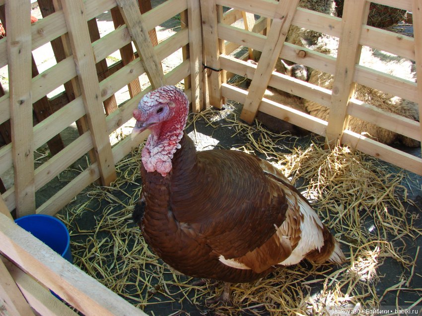 Викторианская эпоха в Англии