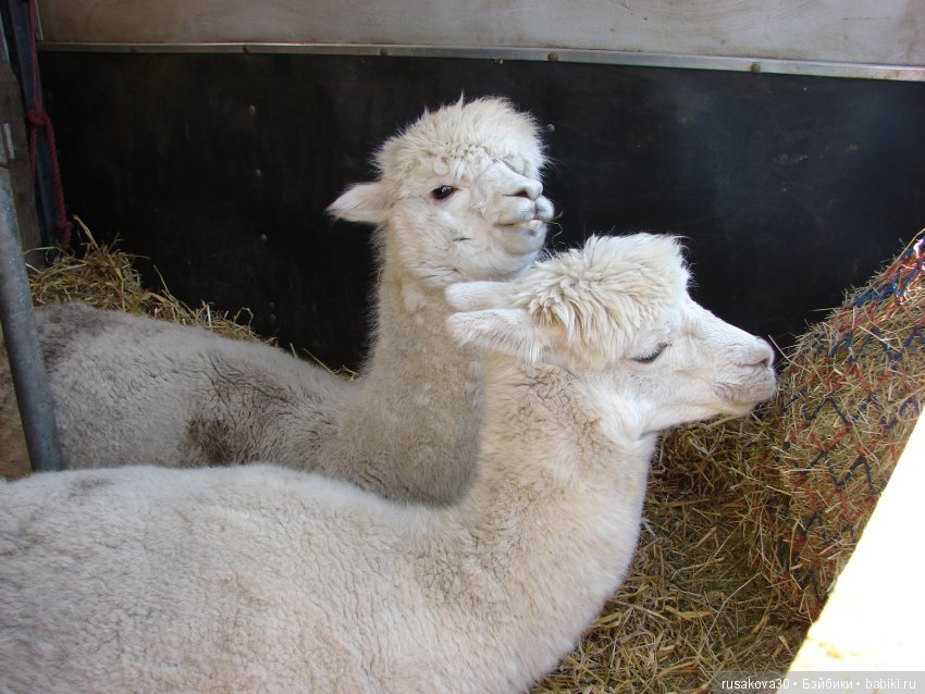 Викторианская эпоха в Англии