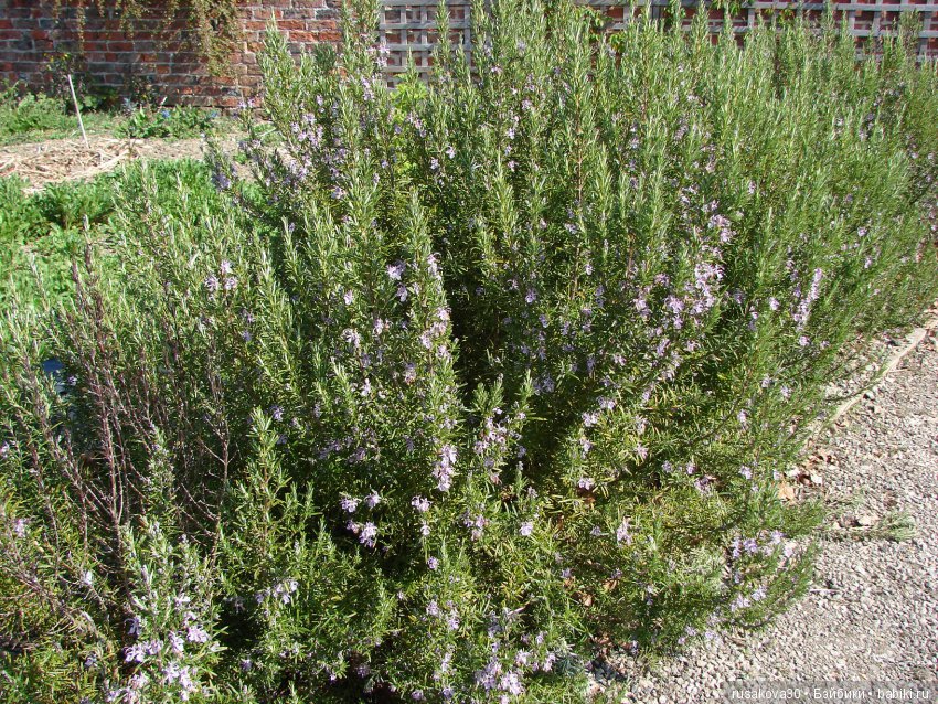 Викторианская эпоха в Англии, продолжение