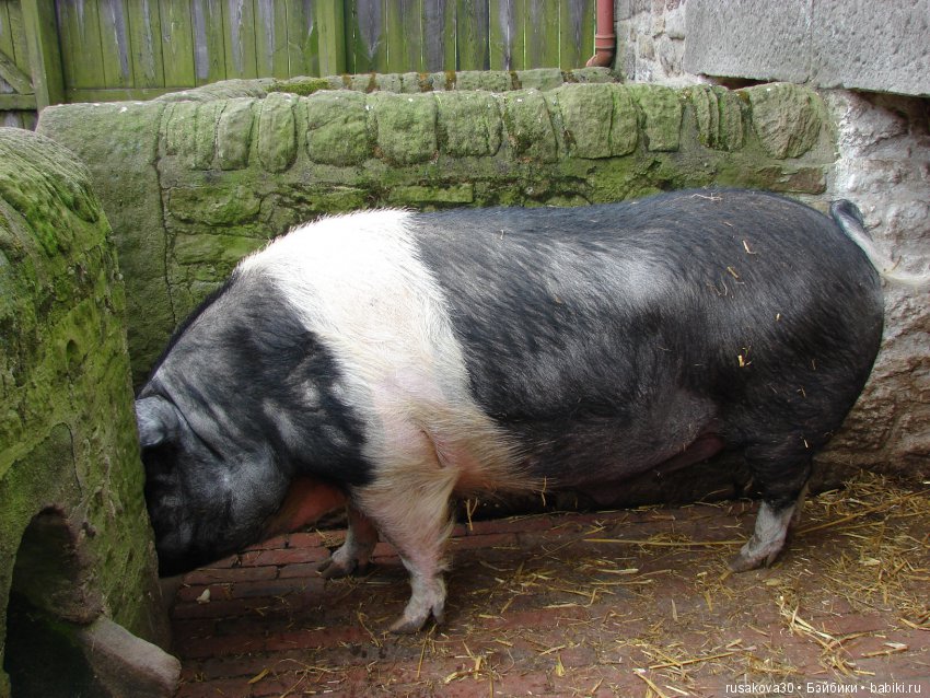 Музей под открытым небом - Бимиш, Beamish