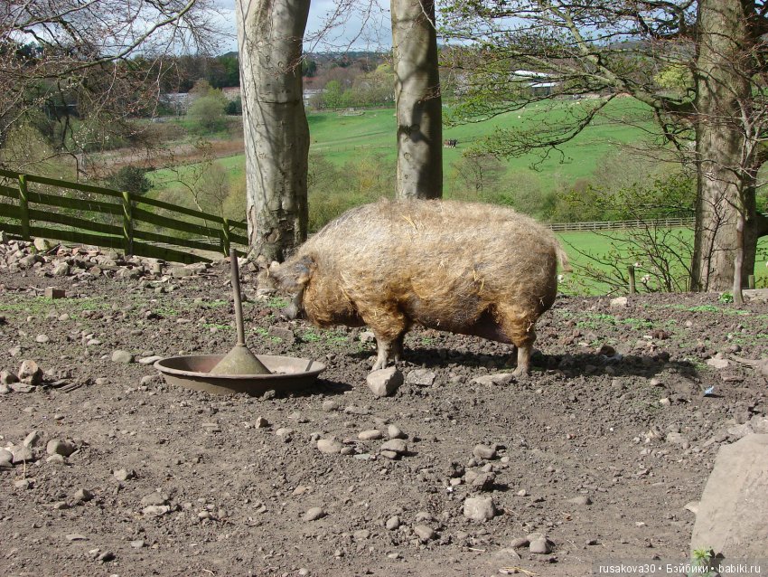 Музей под открытым небом - Бимиш, Beamish