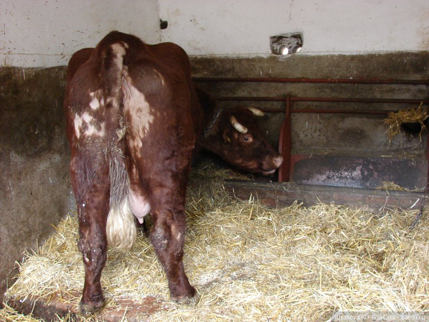 Музей под открытым небом - Бимиш, Beamish