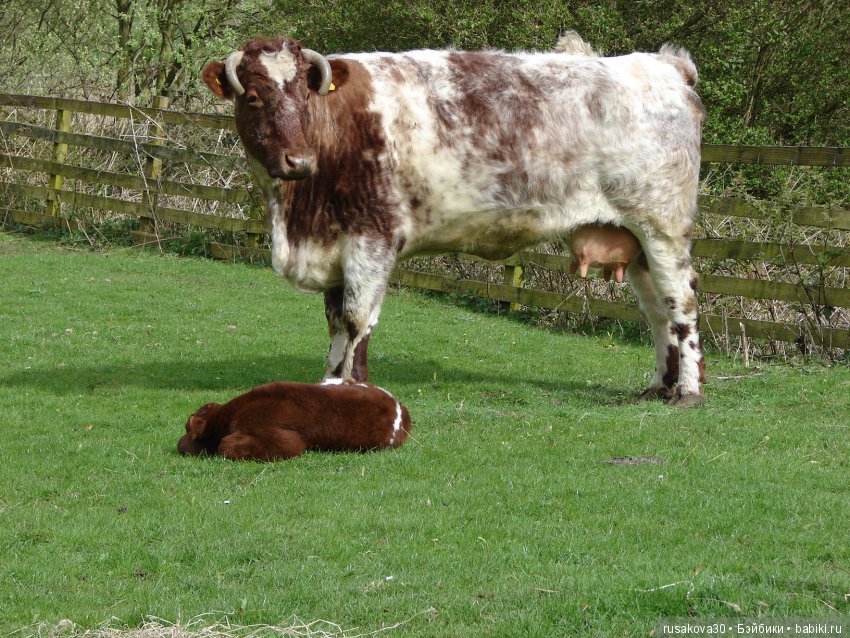 Музей под открытым небом - Бимиш, Beamish