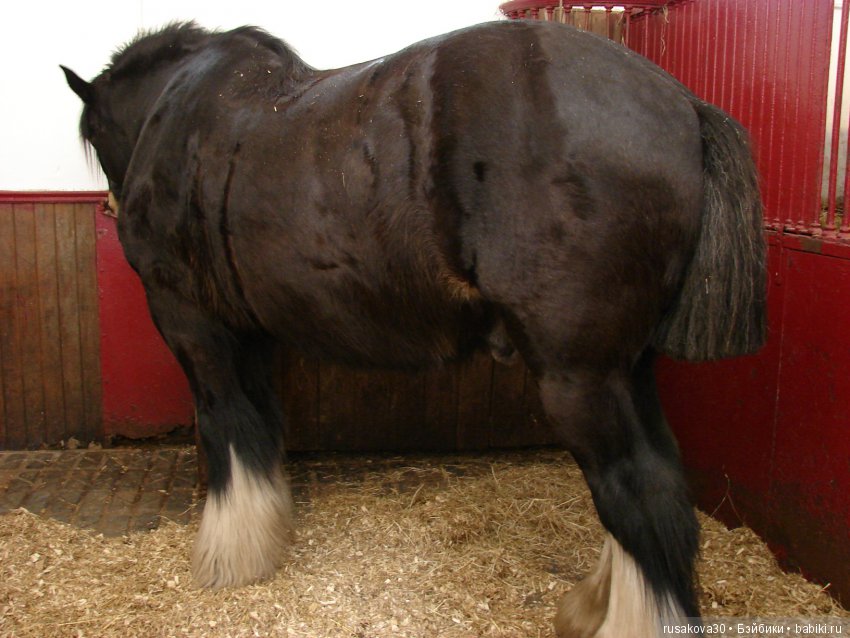 Музей под открытым небом - Бимиш, Beamish