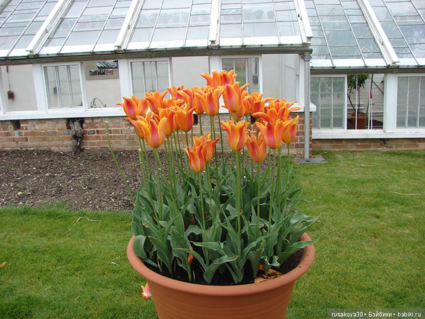Особняк Одли Энд (Audley End House ),все в сад
