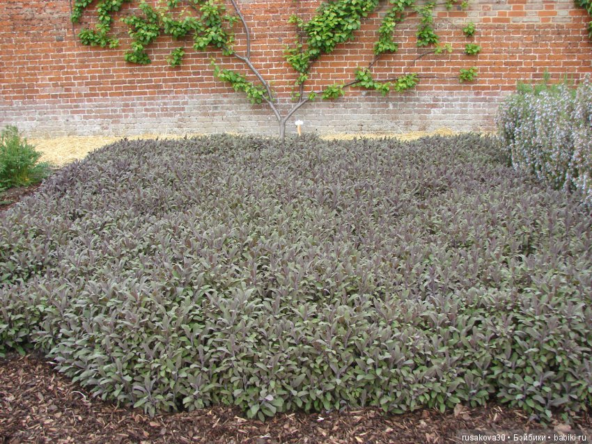 Особняк Одли Энд (Audley End House ),все в сад