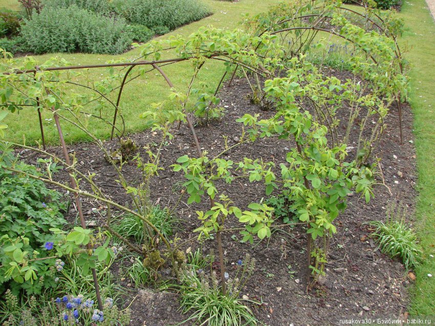 Особняк Одли Энд (Audley End House ),все в сад