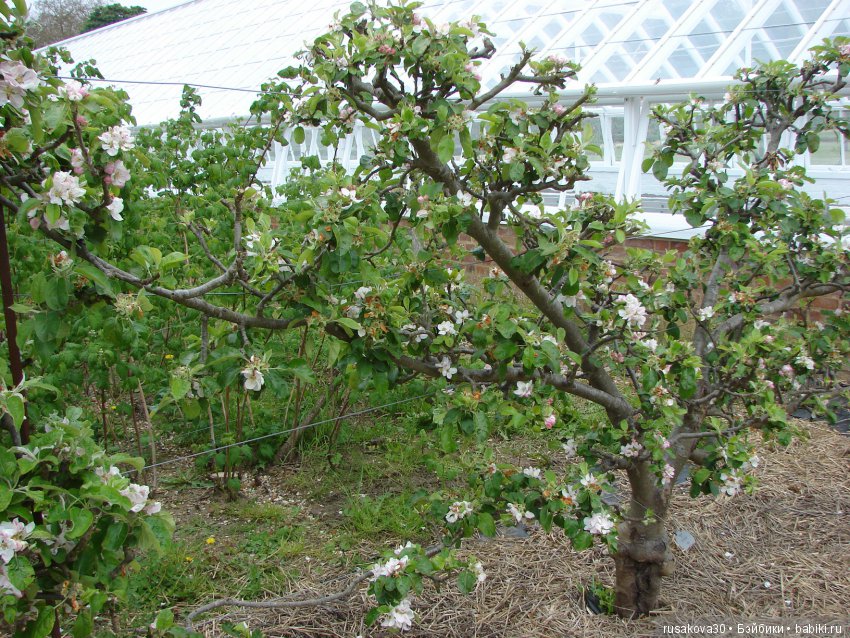 Особняк Одли Энд (Audley End House ),все в сад