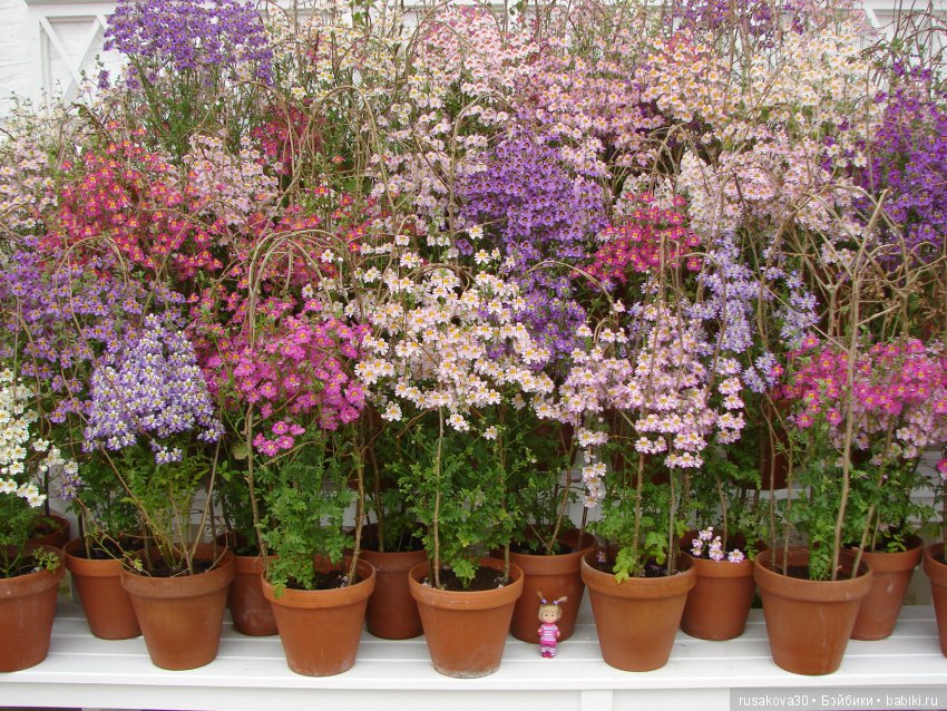 Особняк Одли Энд (Audley End House ),все в сад