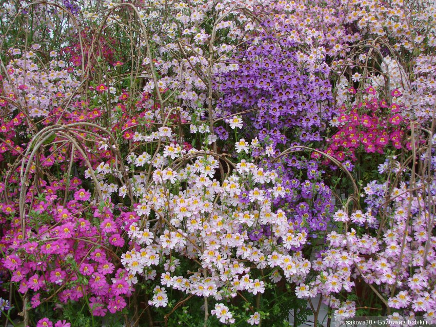 Особняк Одли Энд (Audley End House ),все в сад