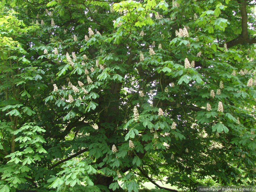 Особняк Одли Энд (Audley End House ),все в сад