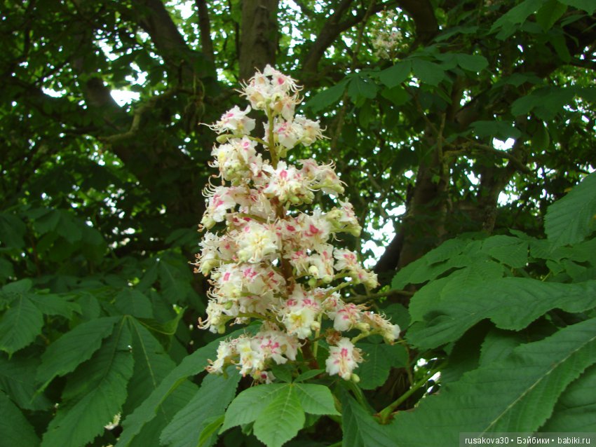 Особняк Одли Энд (Audley End House ),все в сад