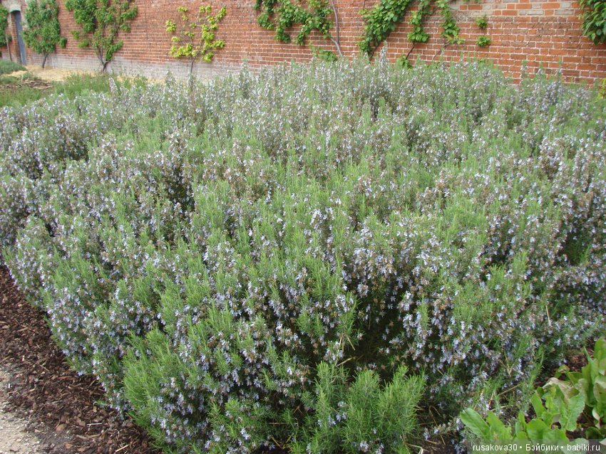 Особняк Одли Энд (Audley End House ),все в сад