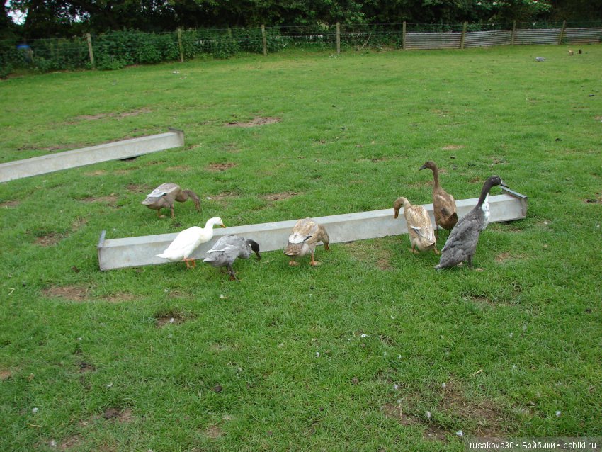 Как Пенни и Машка мельницу осматривали