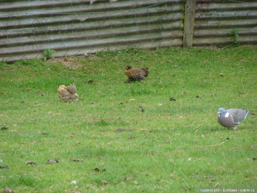 Как Пенни и Машка мельницу осматривали