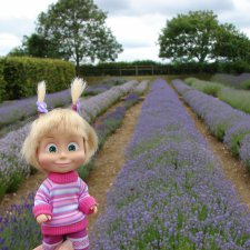 Лавандовая сказка