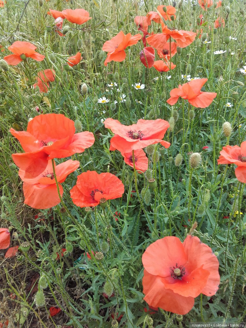 Лето, ах, лето! Лето звездное, будь со мной