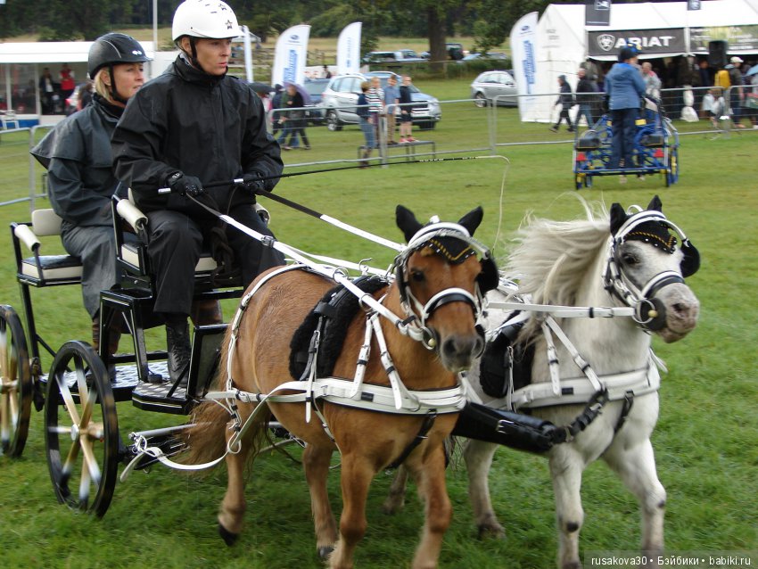 Как Машки на выставку животных ходили