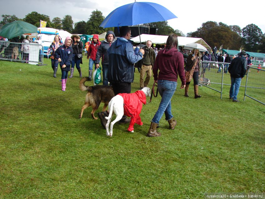 Как Машки на выставку животных ходили